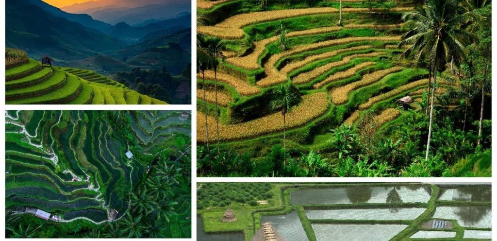 Terraced farming on hill slopes