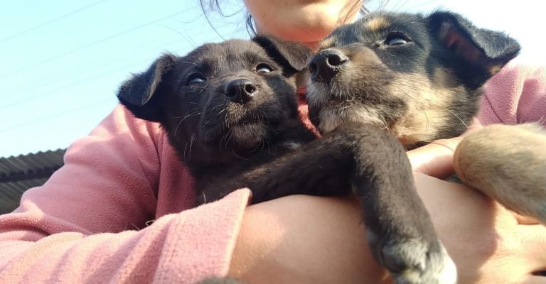 Animal Care Volunteer Abroad in Nepal